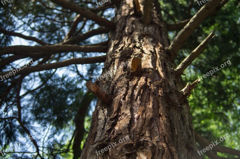 Tree Trunk Bark Wood Nature