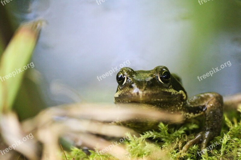 Frog Amphibious Nature Fauna Free Photos