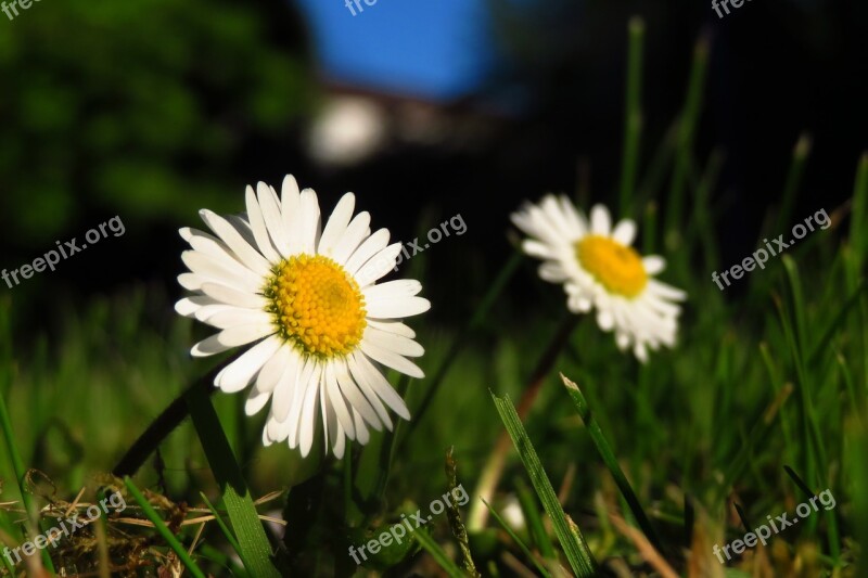 Nature Meadow Grass Plant Field