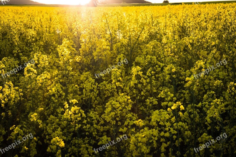 Flower Agriculture Plant Field Landscape