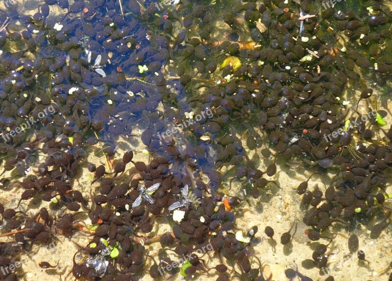 Tadpoles Frog Toad Amphibians Water