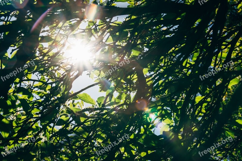 Tree Leaf Foliage Ray Sun