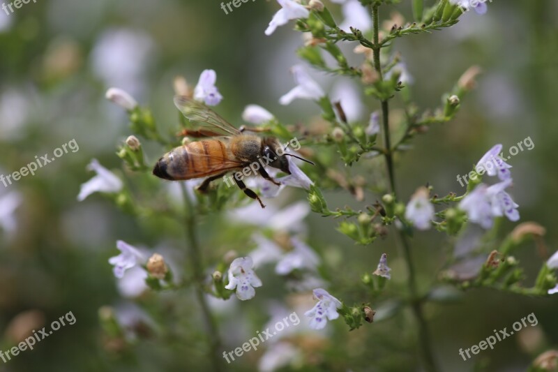 Nature Insect Flower Bee Outdoors