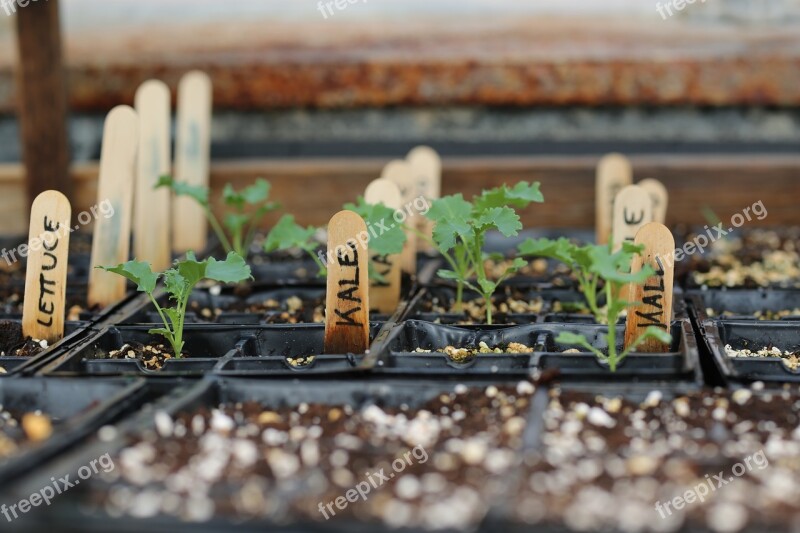 Food Nature Kale Seedling Greenhouse