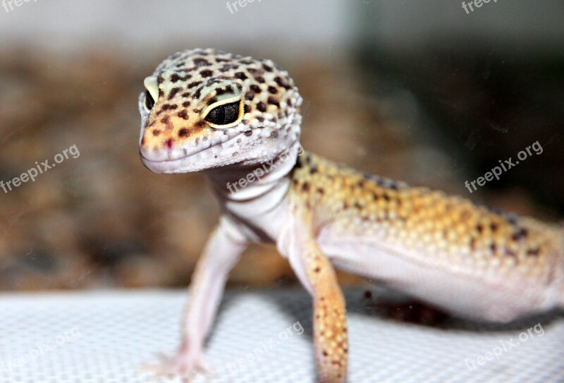 Lizard Ablefor Eublepharis Reptile Nature