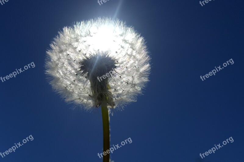 Dandelion Seeds Roadside Flower Close Up