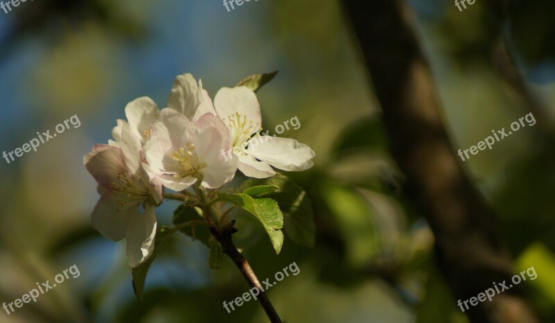 Apple Blossom Bloom Spring Sunny