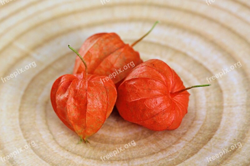 Physalis Vegetable Berry Orange Asia