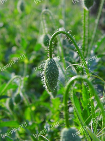 The Puck Field Flowers Corn Poppy Spring Free Photos