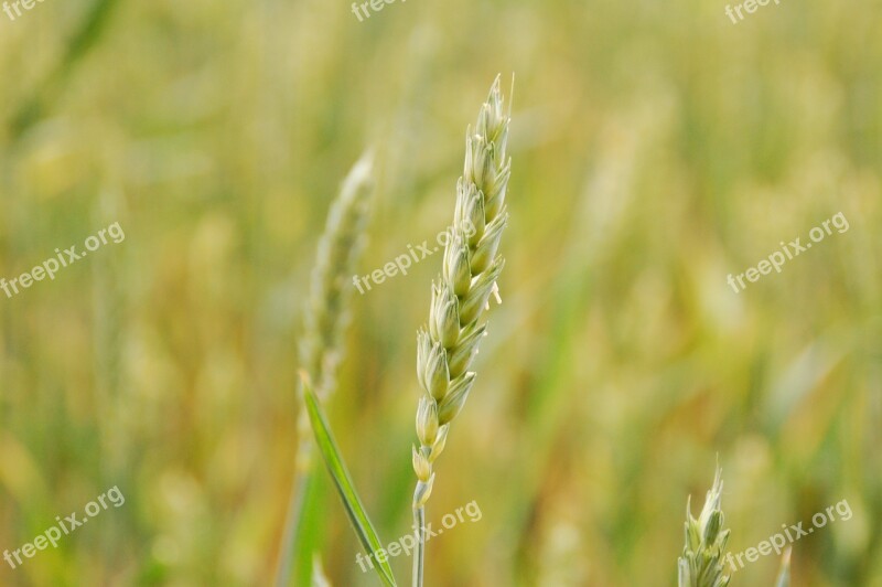 Rural Area Nature Field Wheat Summer