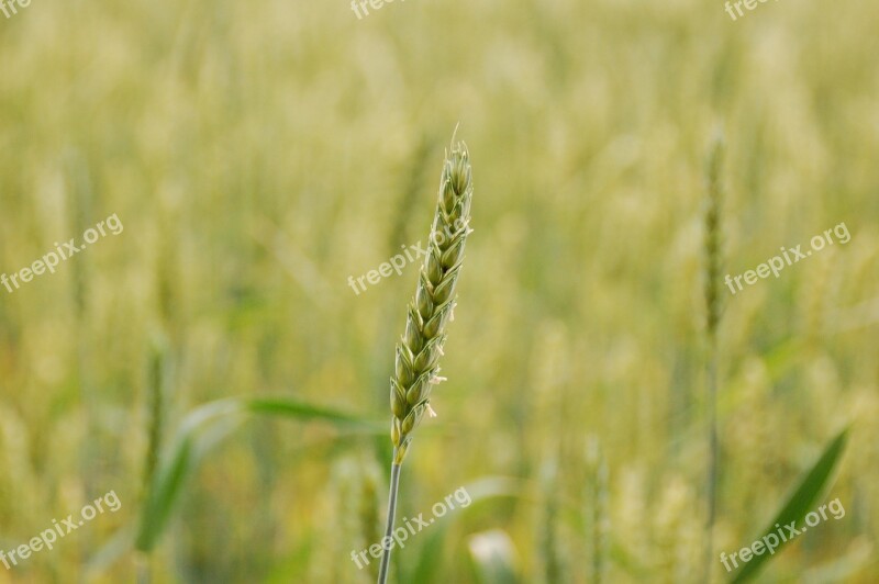 Field Grain Rural Area Wheat Crop