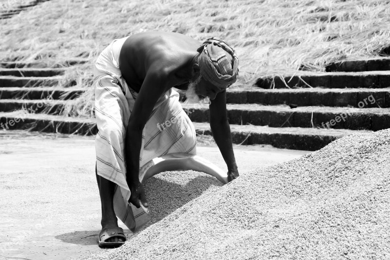 Harvest Harvest Time Grape Harvest Rice Farming