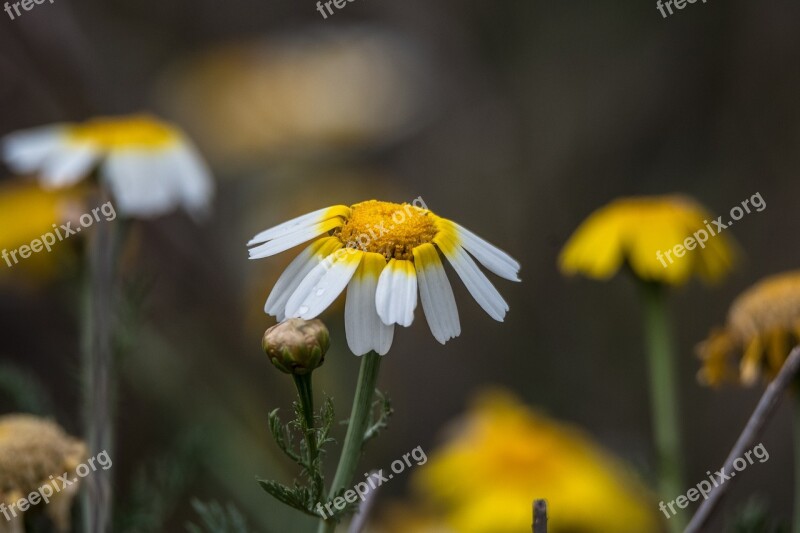 Flower Nature Plant Open Air Petal