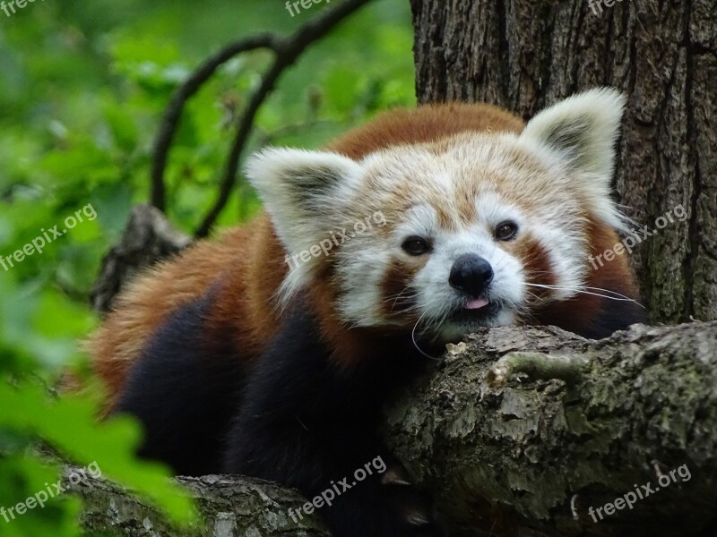 Red Panda Zoo Brno Mammal Cute Panda