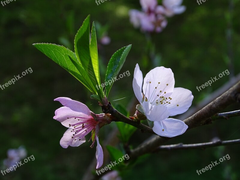 Flower Tree Flowering Tree Pink Flower Flower Peaches