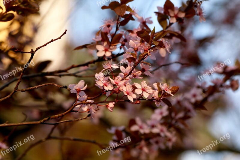 A Blossoming Tree Pink Flowers Flowering Spring Free Photos