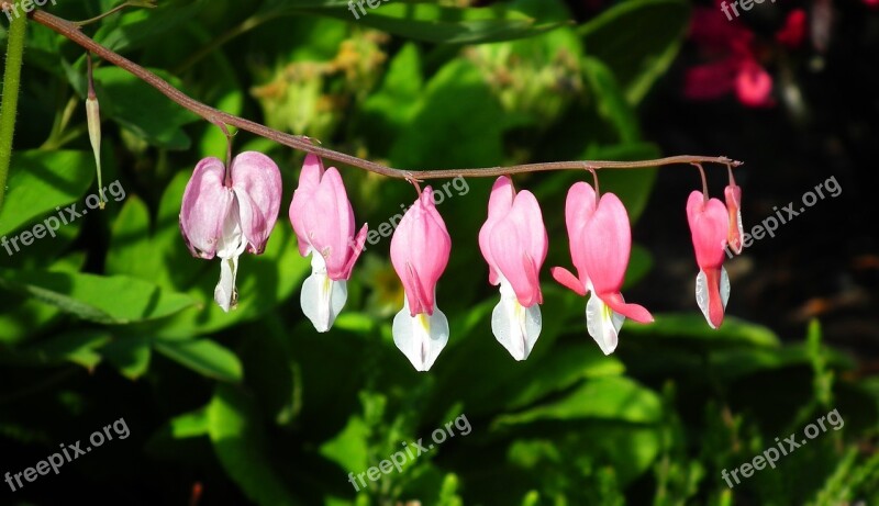 Nature Plant Flower Hearts Pink