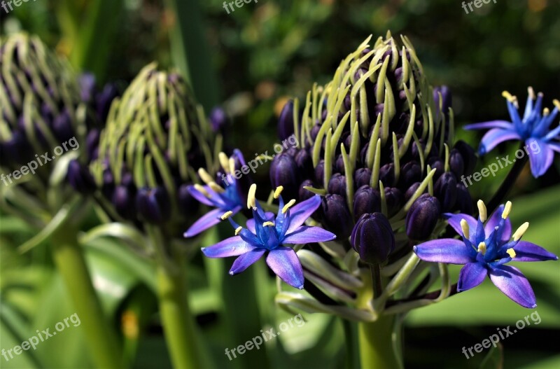 Flower Nature Flora Leaf Garden