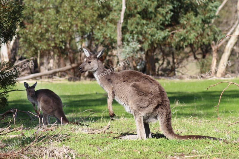 Kangaroos Wild Marsupials National Park Nature