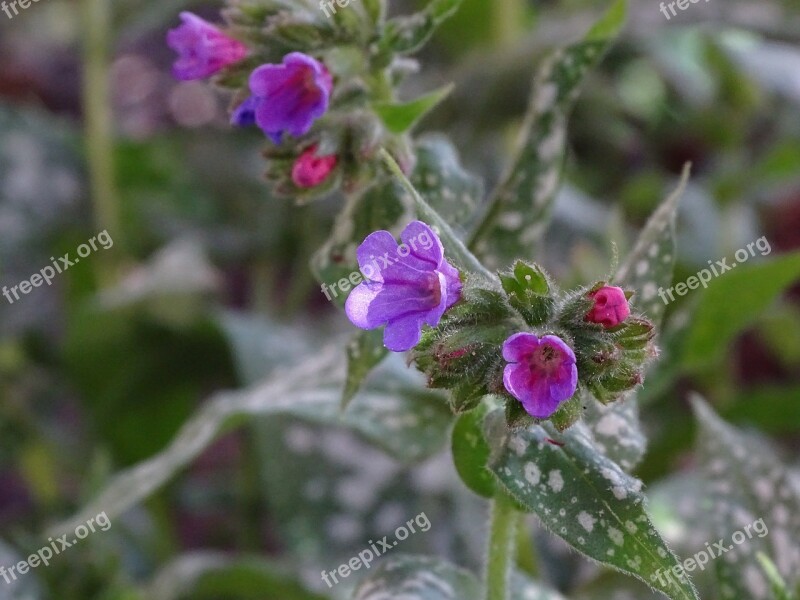 Lungwort Spotted Lungwort The Shade Compatible Medicinal Herb Pulmonaria