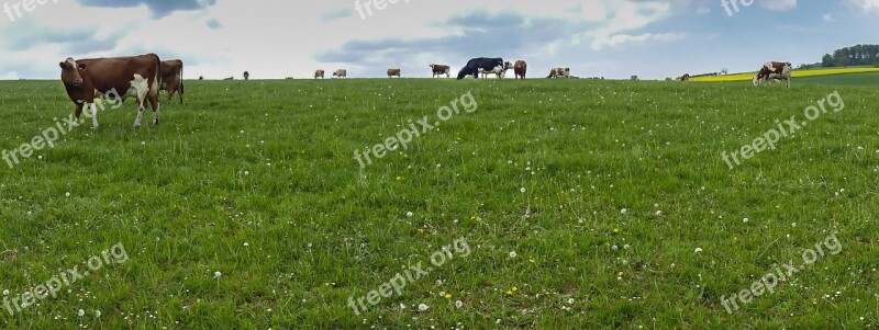 Cow Cows Cow Pasture Pasture Meadow