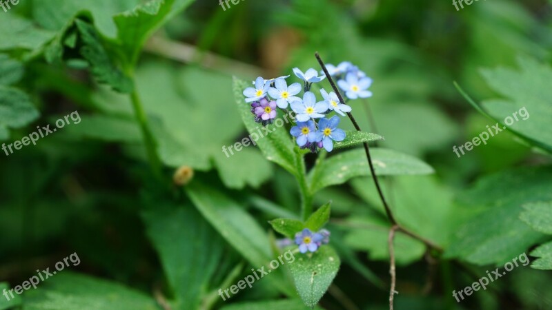 Nature Leaf Plant Flower Summer