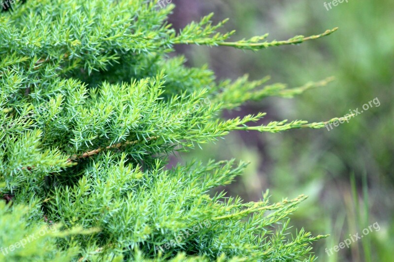 Conifers Nature Plant Sheet Tree