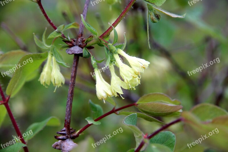 Honeysuckle Bloom Nature Plant Sheet