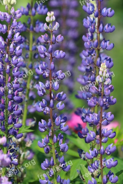 Lupine Flower Nature Summer Outdoors