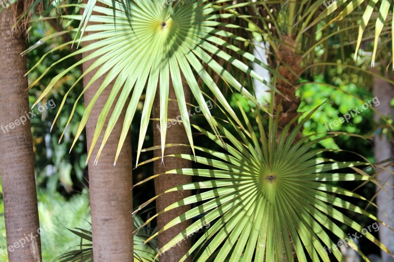 Palma Coccothrinax Spissa Tropical Tree Nature