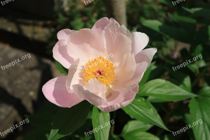 Natural Plant Flowers Leaf Summer