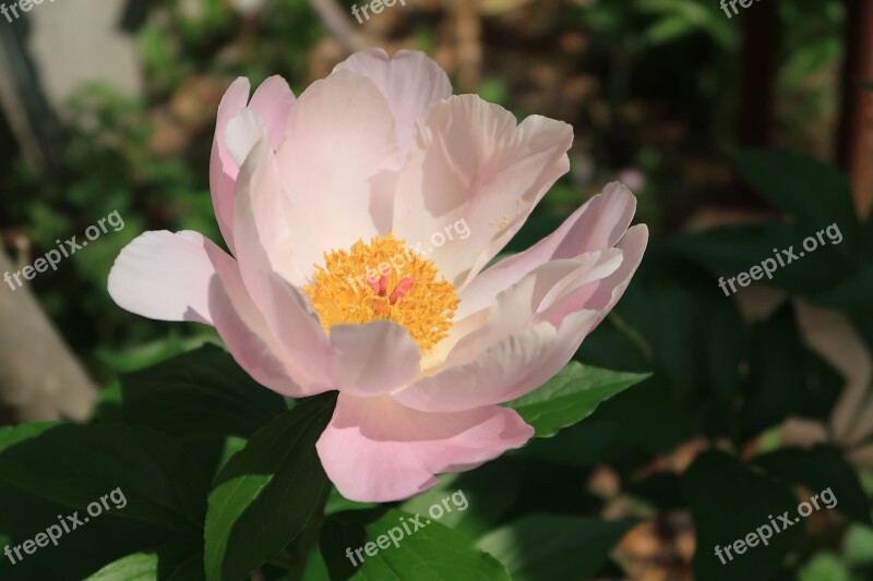 Plant Natural Flowers Leaf Garden