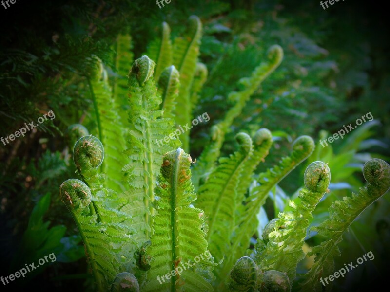 Fern Nature Plant Leaf Environment