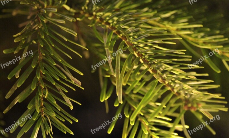 Fir Tree Evergreen Winter Needle Tree