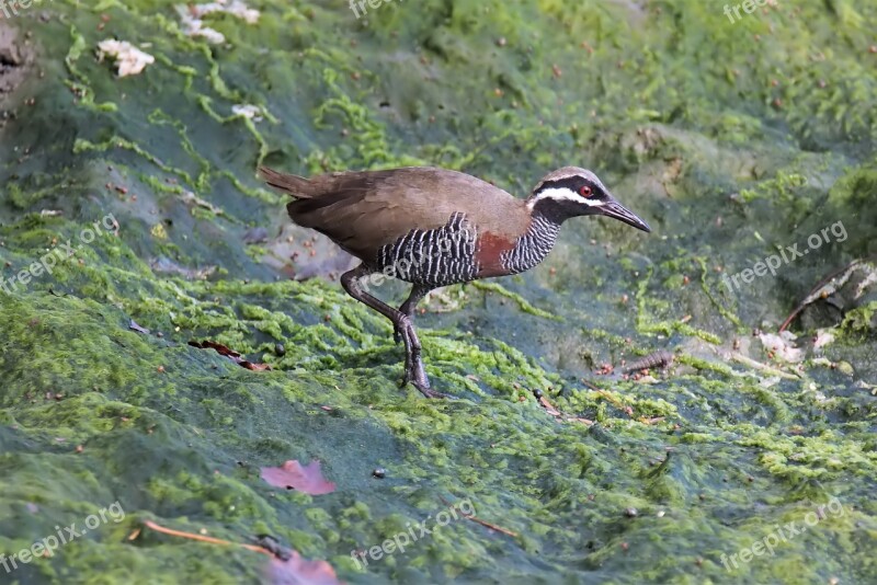 Bird Wildlife Nature Animal Outdoors