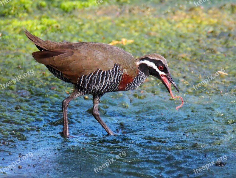 Bird Wildlife Nature Outdoors Animal