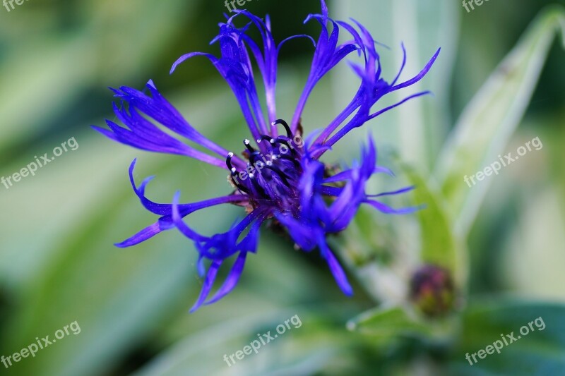 Cornflower Garden Blue Vernal Develops