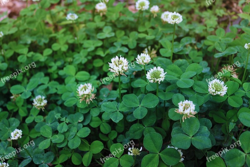 Flower Clover Plant Leaf Free Photos