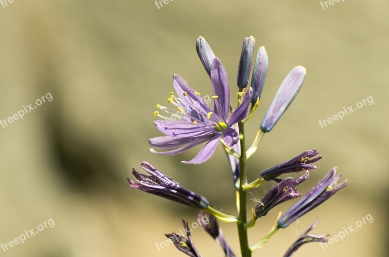 Nature Flower Plant Summer Leaf