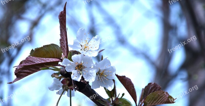 Apple Blossom Bloom Spring Sunny