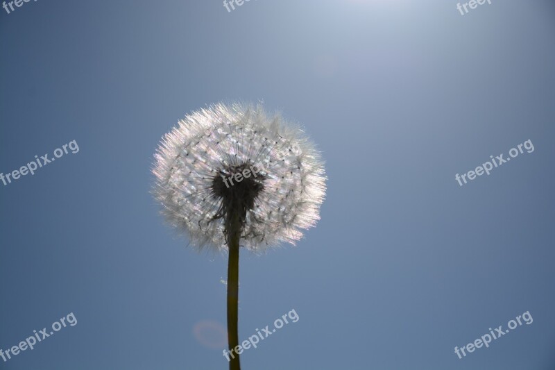 Dandelion White Macro Dandelions Nature