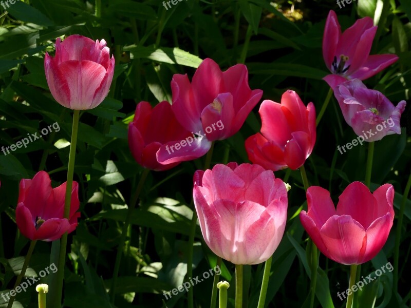 Flowers Tulips Tulip Bed Park Garden