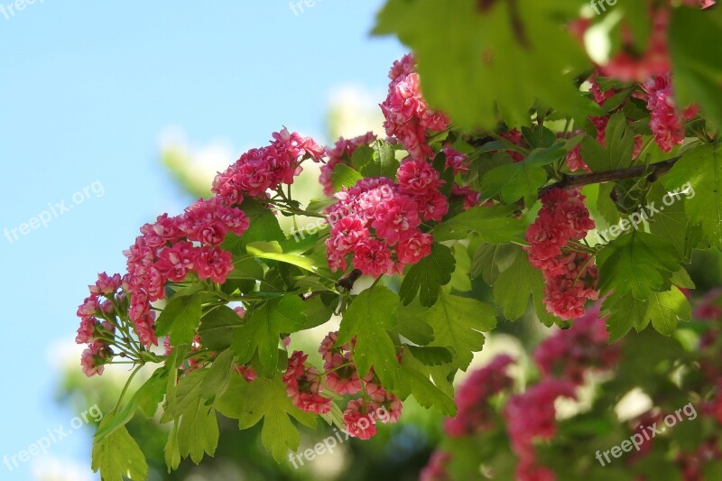 Flower Bud Nature Plant Leaf