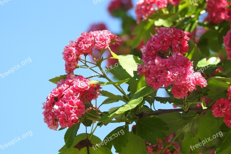 Nature Plant Flower Leaf Bush