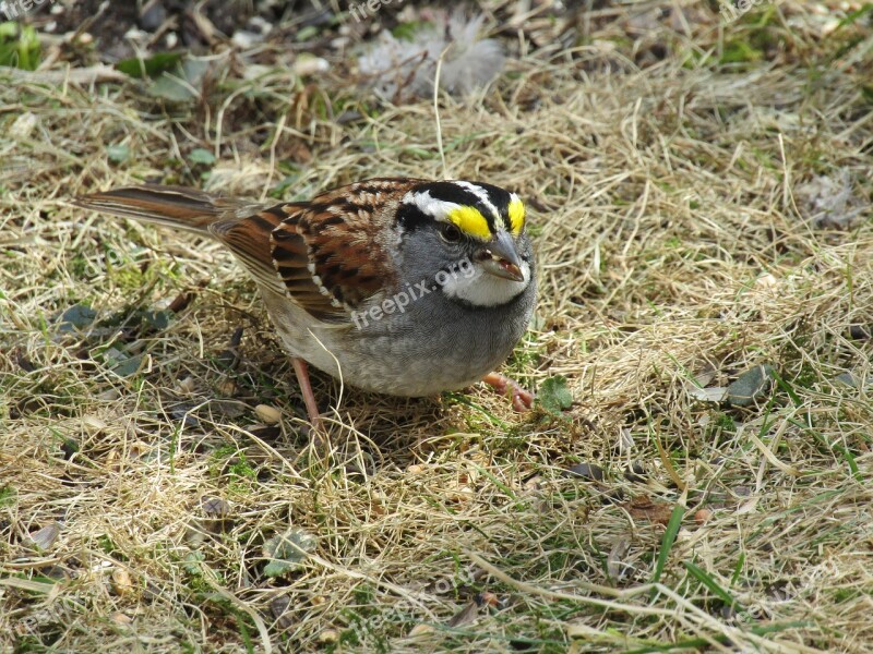 Bird Nature Wildlife Animal Outdoors