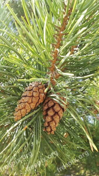 Pine Cone Needle Pine Tree Nature