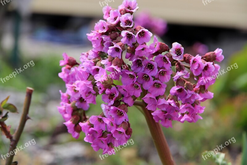 Badan Bergenia Flower Nature Plant