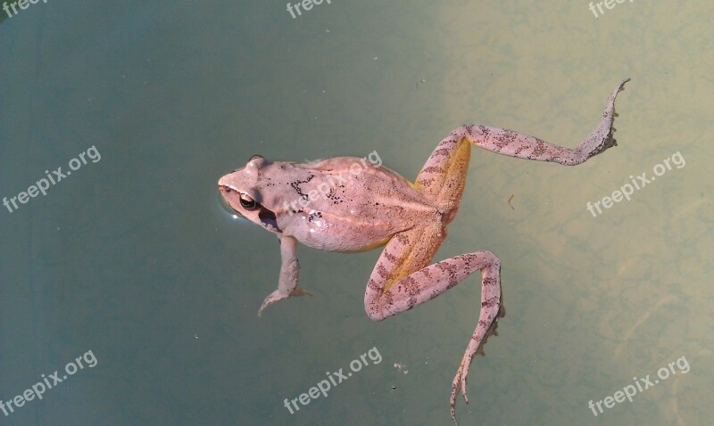 Frog No One Living Nature Nature Amphibian