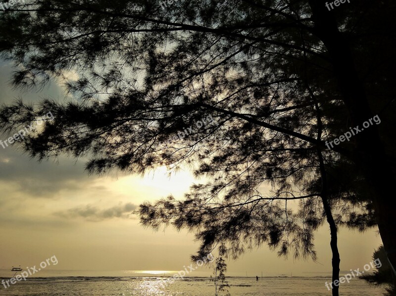 Beach Sunrise The Tree Twilight Free Photos