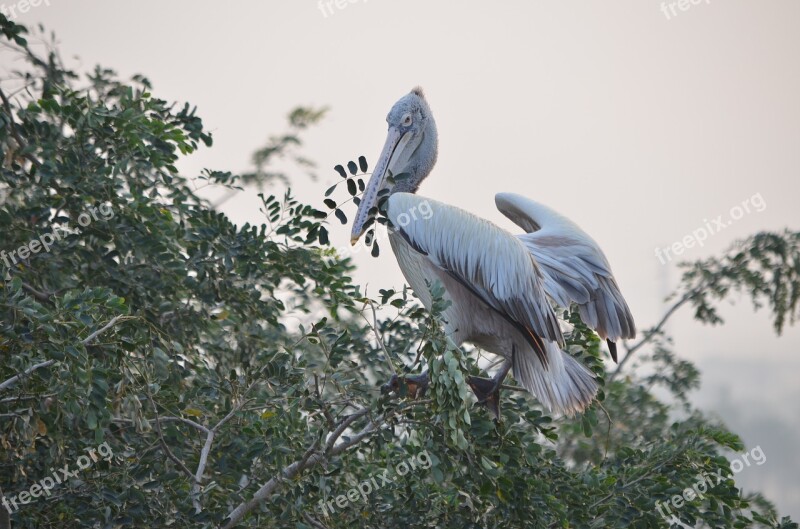 Bird Nature Wildlife Animal Tree